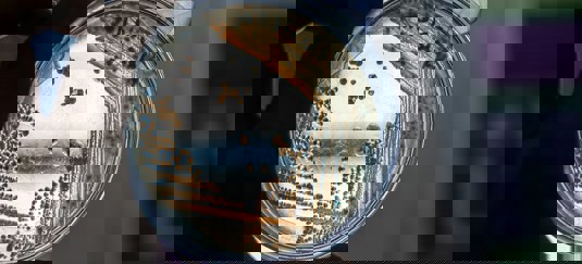 bacteria in a petri dish