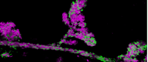 Colorful microscopic image of cells in shades of purple and green against a black background, featuring a clear structure on a branch.